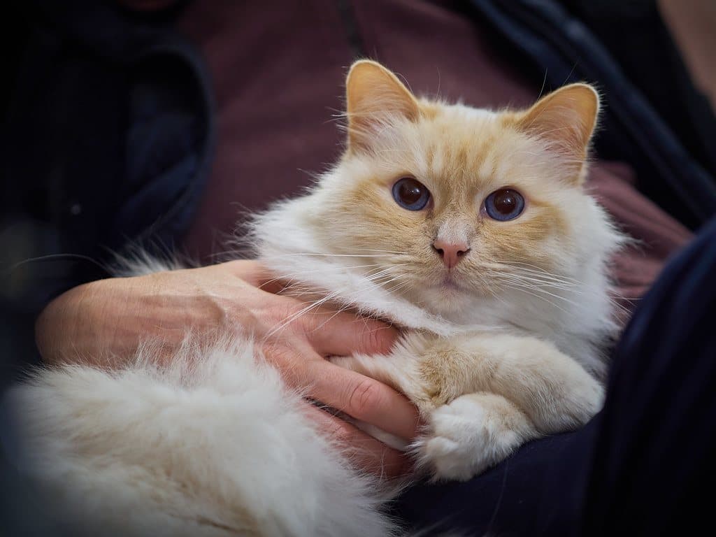 Birman cat