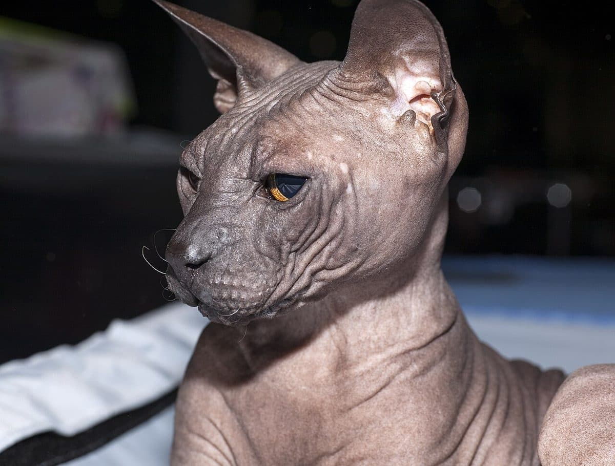 Donskoy cat