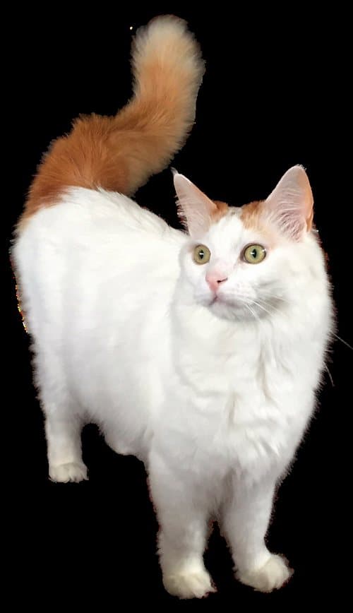 Turkish Van cat