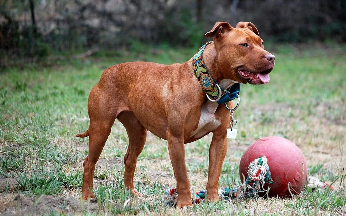 American Pit Bull Terrier dog