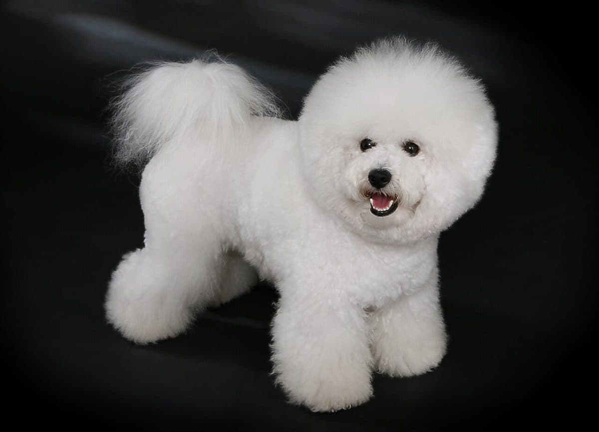 Bichon Frise dog