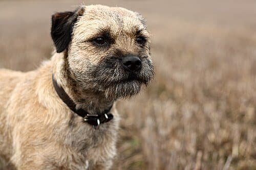 Border Terrier dog