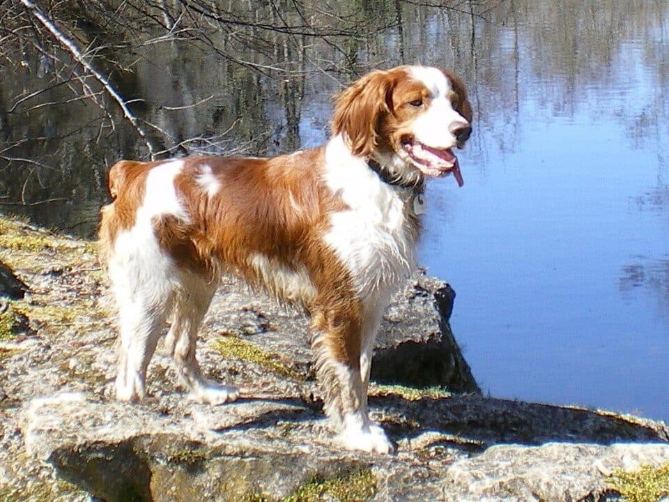 Brittany dog