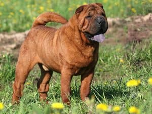 Chinese Shar-Pei dog