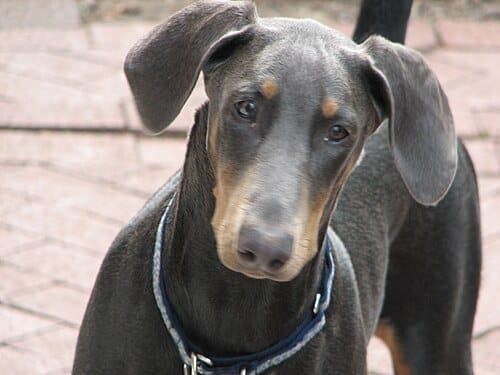Doberman Pinscher dog