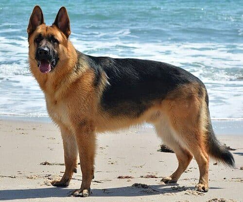 German Shepherd Dog dog