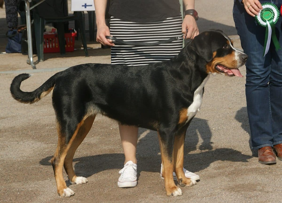 Greater Swiss Mountain Dog dog