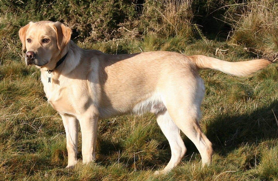 Labrador Retriever dog