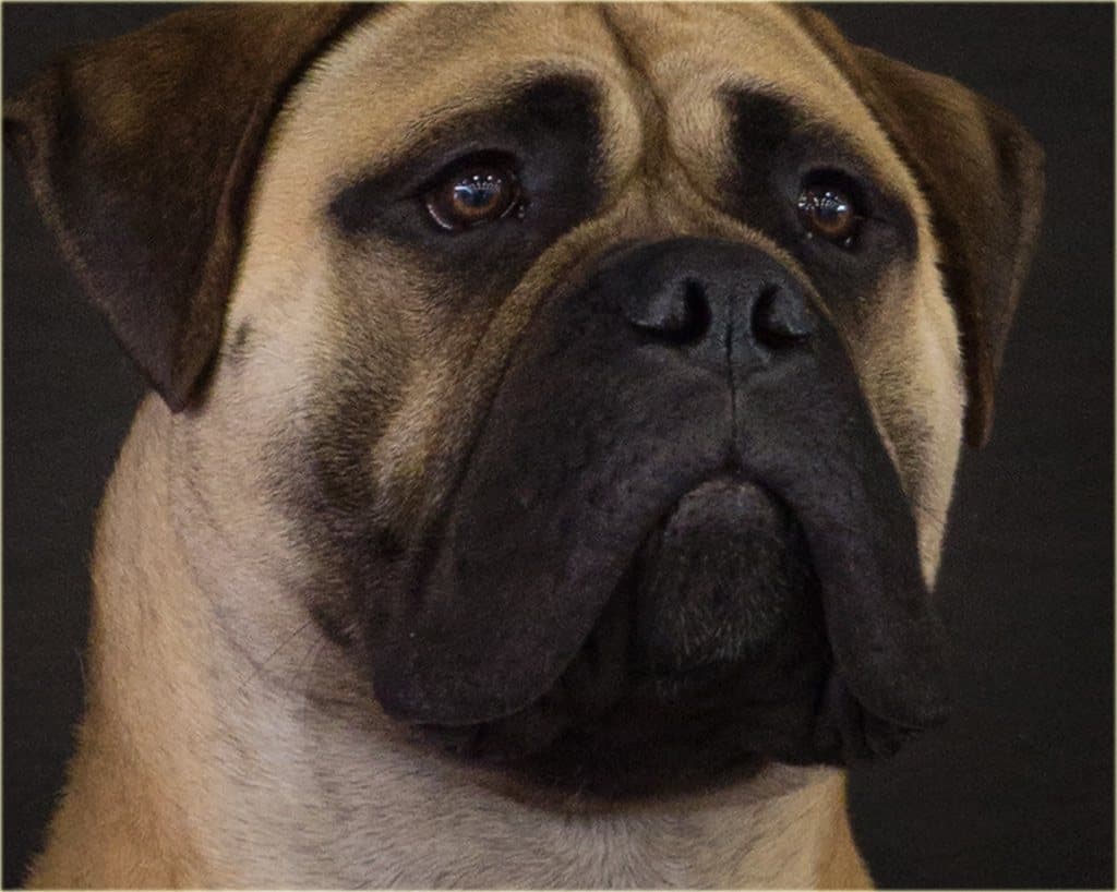 Mastiff dog