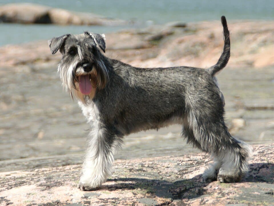 Miniature Schnauzer dog