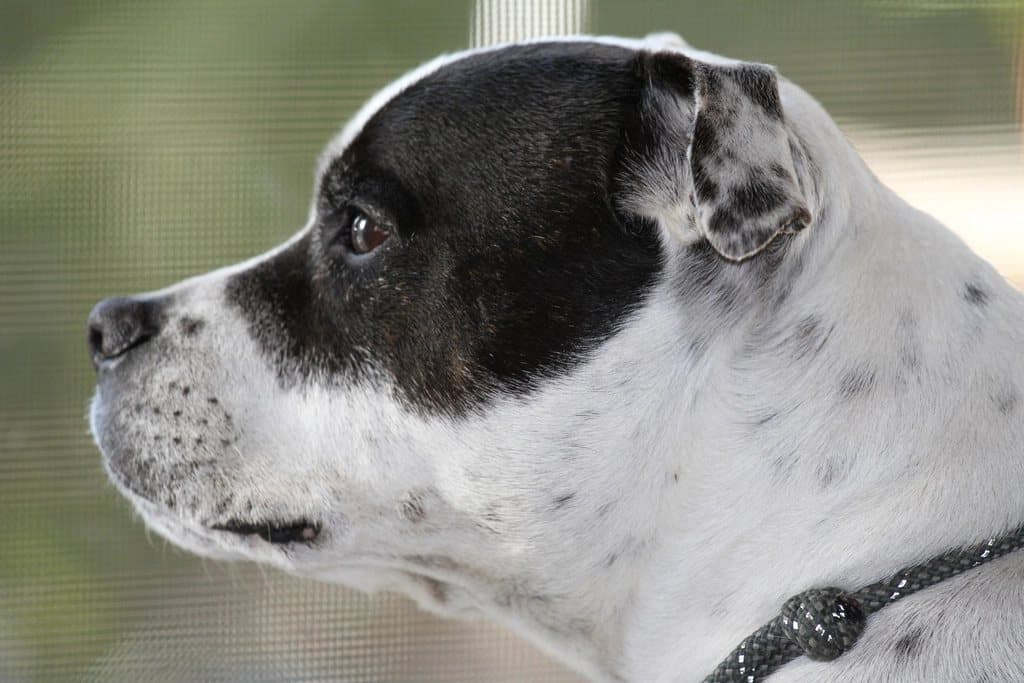 Staffordshire Bull Terrier dog