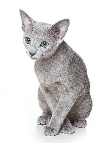 Russian Blue cat