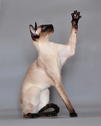 Siamese cat