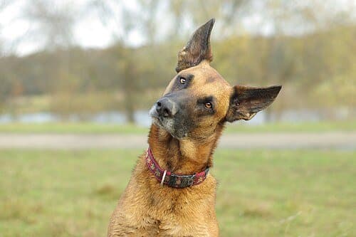 Belgian Malinois dog