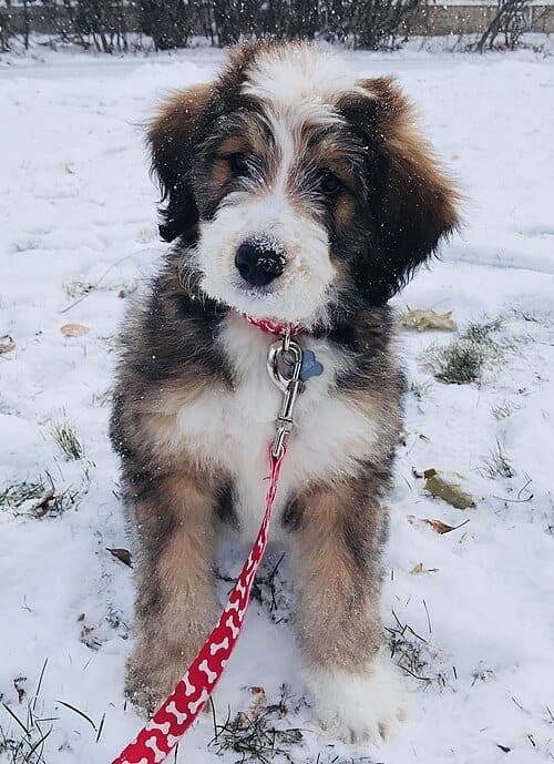 Bernedoodle dog