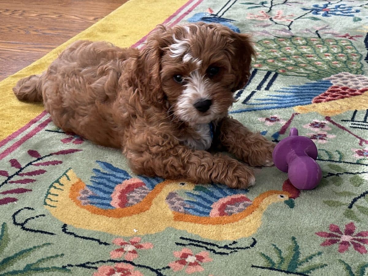 Cavapoo dog