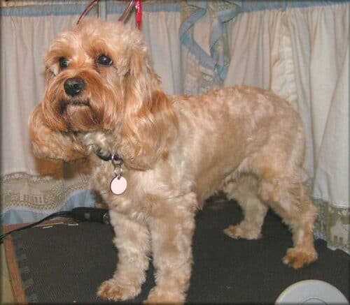 Cockapoo dog