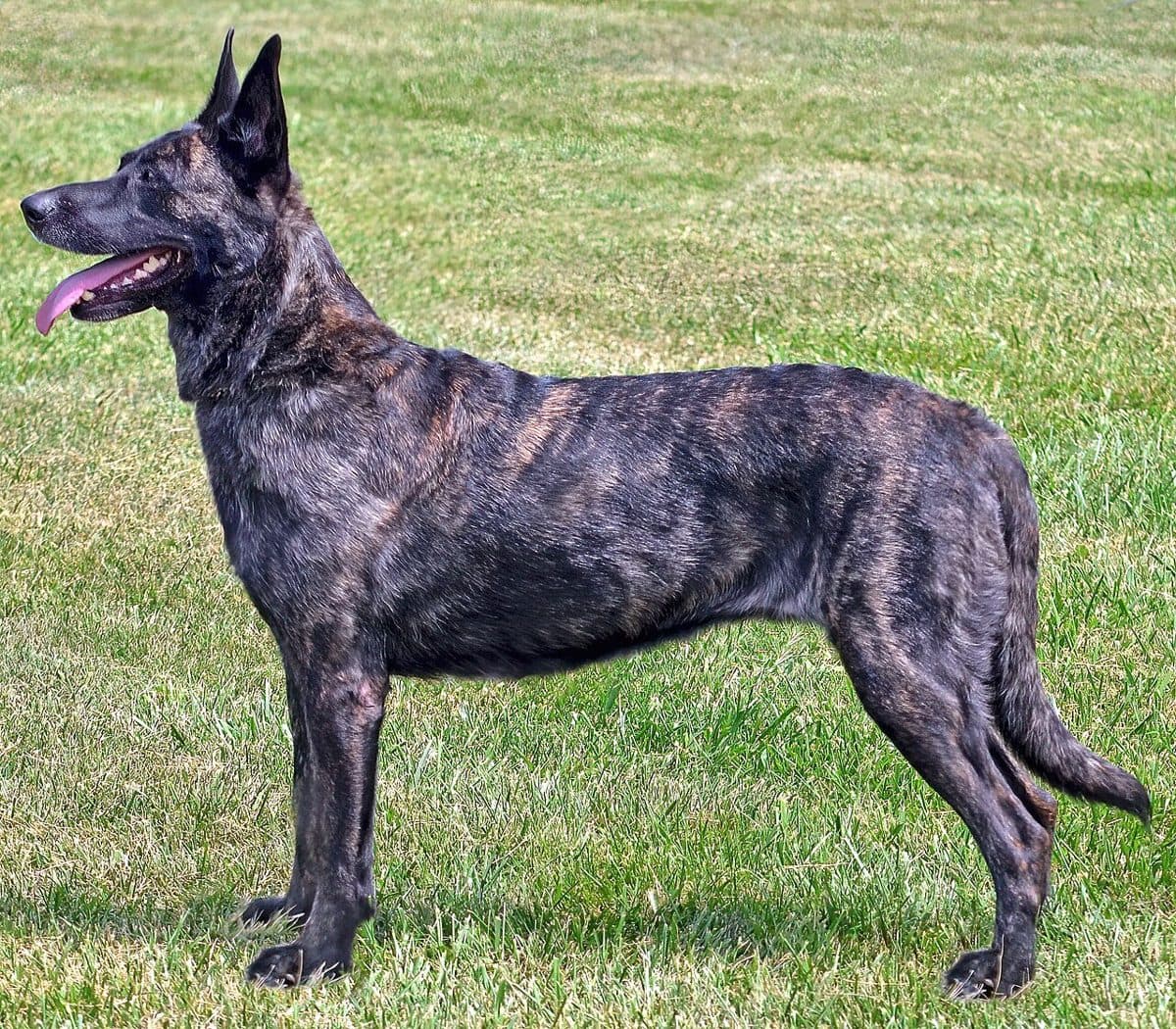 Dutch Shepherd dog