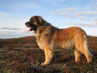 Leonberger dog