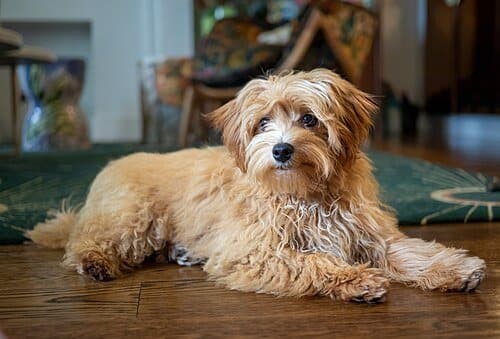 Maltipoo dog
