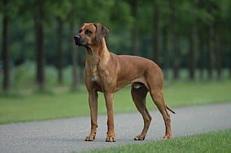Rhodesian Ridgeback dog