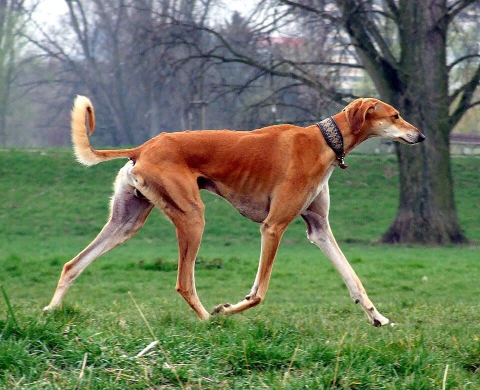 Saluki dog