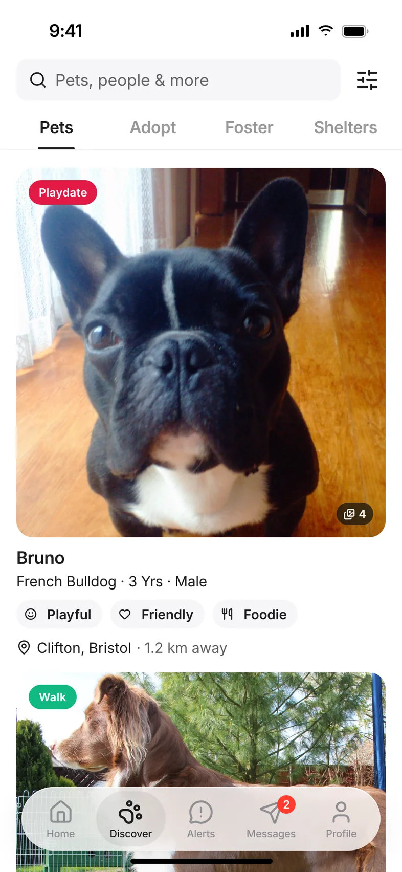 Hushku Discover feed showing Bruno, a French Bulldog looking for a playdate